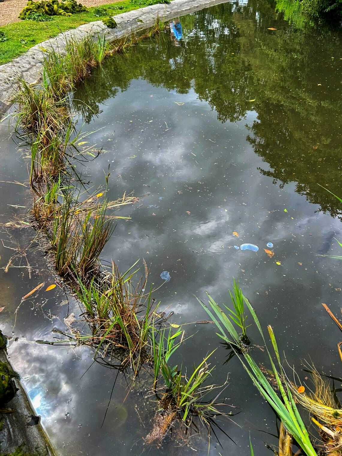 Reflections on the pond
